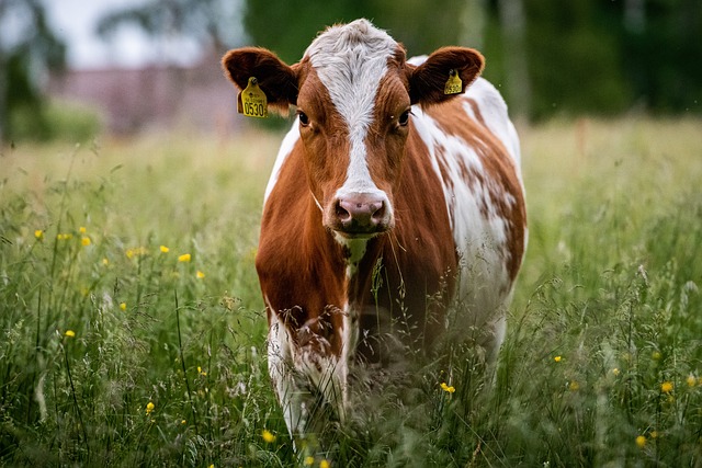 Cow