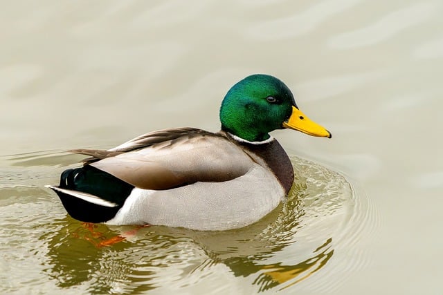 Duck